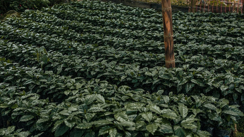 Sustainability: Beyond Certification