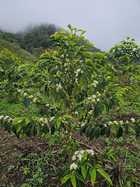 Small Farm, Big Boom