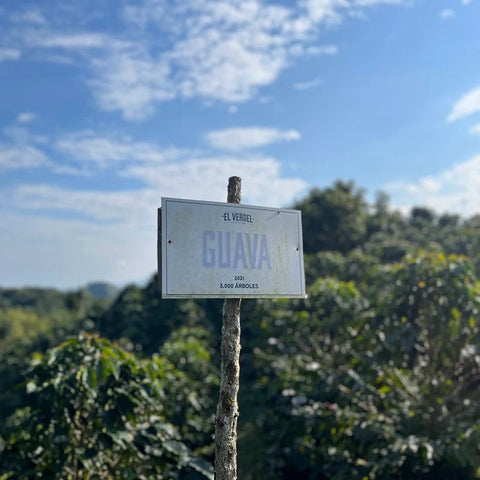El Vergel Estate