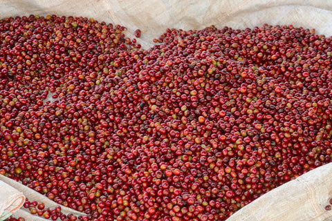 Coffee at Kiamugumo Factory