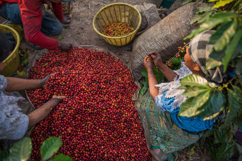 Finca Santa Clara